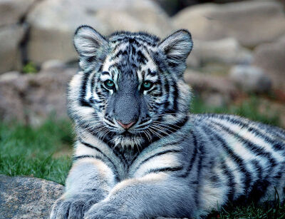 Maltese blue tiger