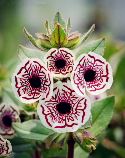 Calico Monkey Flower