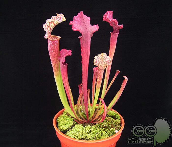 瓶子草 科食虫植物包括瓶子草属(Sarracenia)、眼镜蛇瓶子草属(Darlingtonia)和南美瓶子草属(Heliamphora)3属约25种，其中瓶子草属8种，眼镜蛇瓶子草属1种，南美瓶子草属13种，仅分布于美洲大陆，多生于沼泽湿地中。