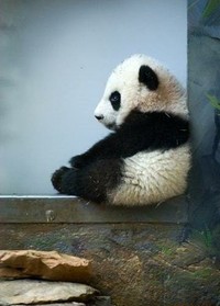 忧郁的熊猫