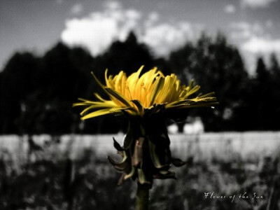 黑暗中，自由行走的花