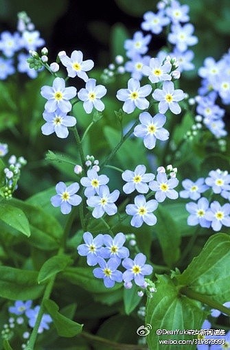  这种植物的名字叫 Myosotis 沼泽勿忘草。…