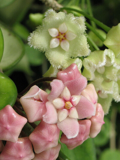 皱叶球兰（Hoya carnosa (L. f.) R. Br.）为萝藦科（Asclepiadaceae）球兰属中最美丽的花朵，别名腊兰、腊花、腊泉花