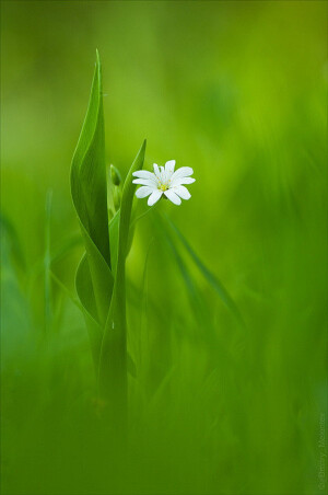 花非花