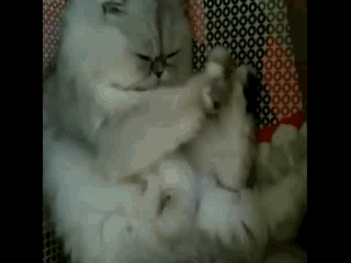 做梦都在打咏春啊---【来自宠物社区扑扑网www.poopur.com】