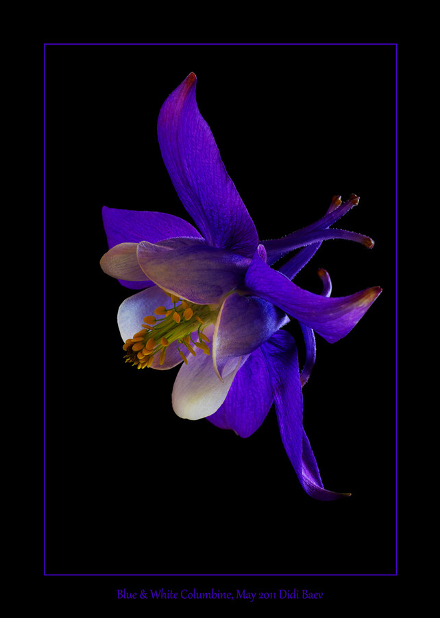 Photograph Blue &amp; White Columbine by Didi Baev on 500px