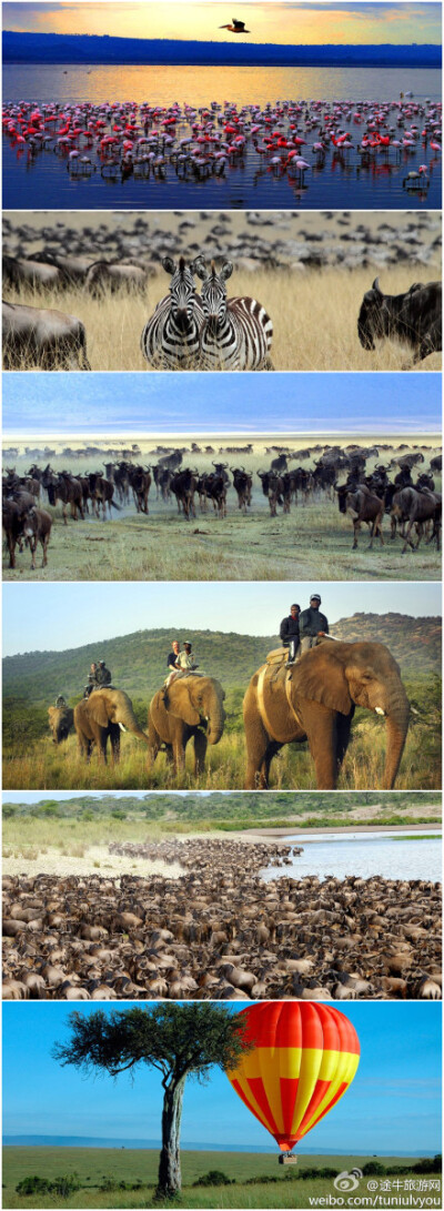 【世界上最壮观的野生动物大迁徙】一个拥有近300万动物的集群，一支长达3000多公里的迁徙展示队伍，和一个优胜劣汰的竞技场。其中，最惊心动魄的一幕就在7月初至9月底，肯尼亚境内马赛马拉国家野生动物保护区上演的…