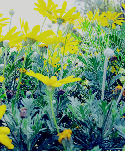 雏菊的花语是—— 隐藏在心中的爱 像缪塞的诗里写的一样 “我爱着，什么也不说； 我爱着，只我心里知觉； 我珍惜我的秘密，我也珍惜我的痛苦； <br /> <br />我曾宣誓，我爱着，不怀抱任何希望， <br /> <br …