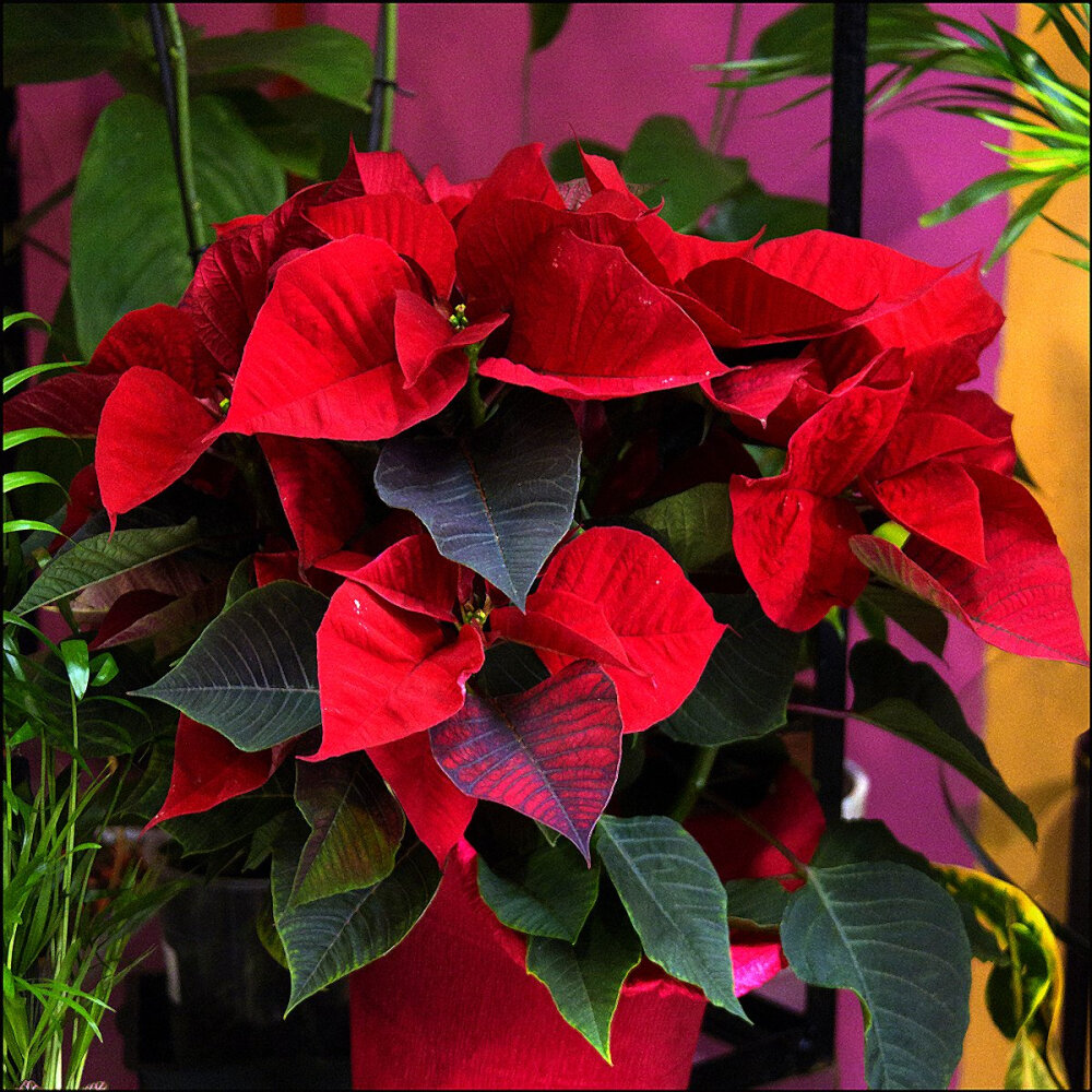 Flor de Pascua - Poinsettia.