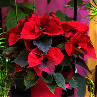 Flor de Pascua - Poinsettia.