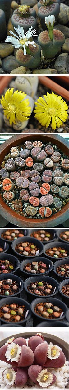 生石花，又名石头玉，番杏科生石花属物种…
