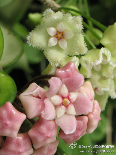绿色花：匍匐球兰；粉色花：卷叶球兰，又名皱叶球兰