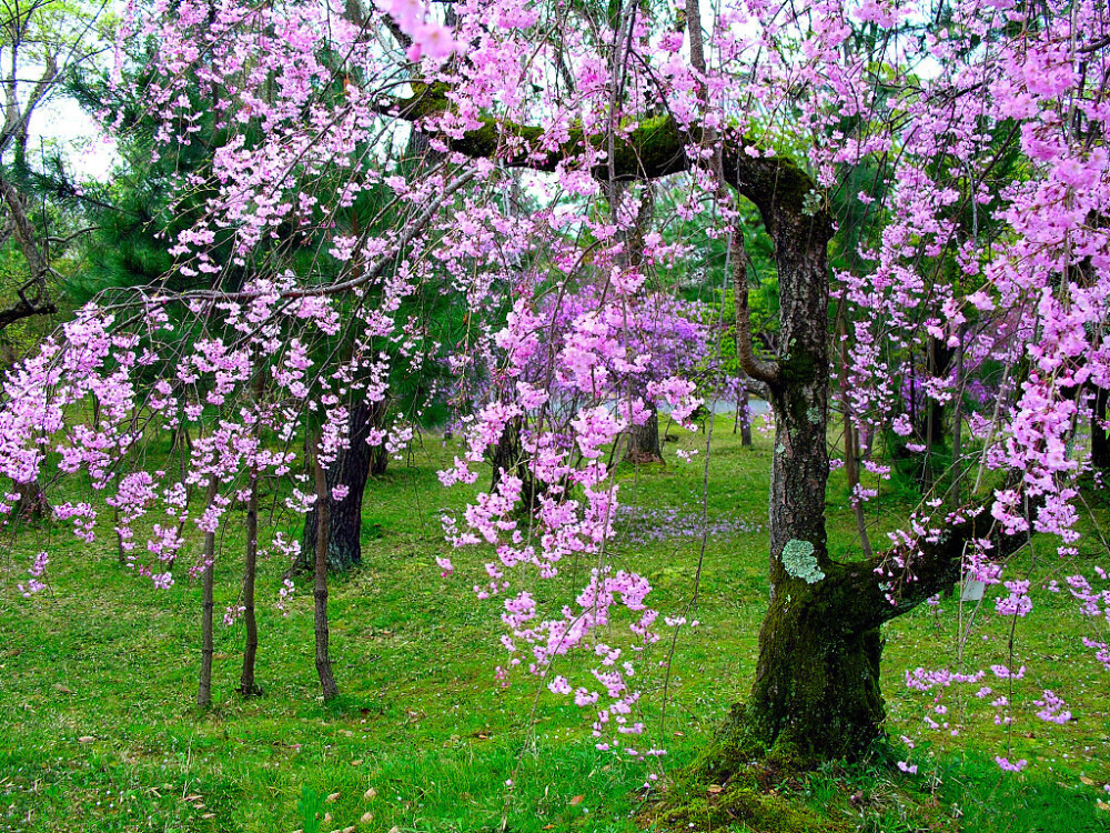 樱花“垂柳”