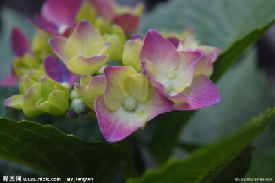 绣球花 八仙花