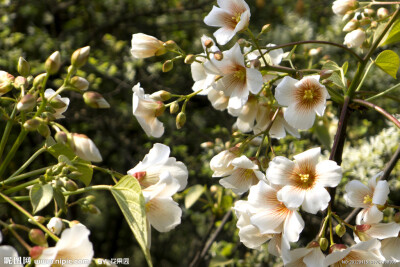 油桐花