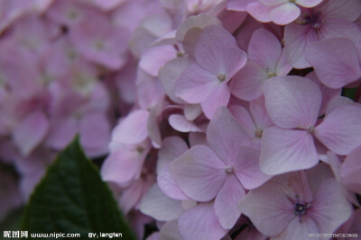 绣球花 八仙花