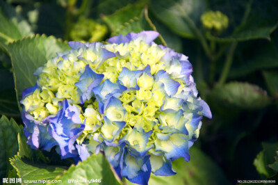 八仙花 绣球花