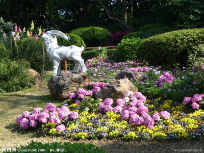 八仙花