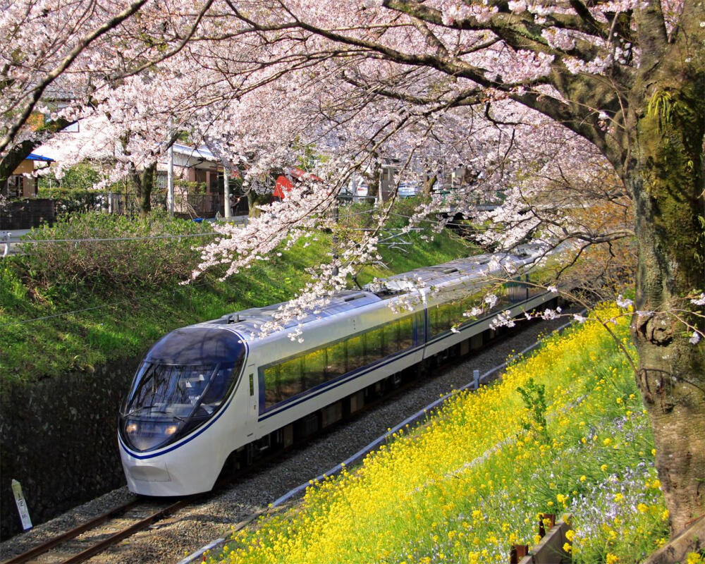 ➴➴➴桜の木の列車➴➴➴