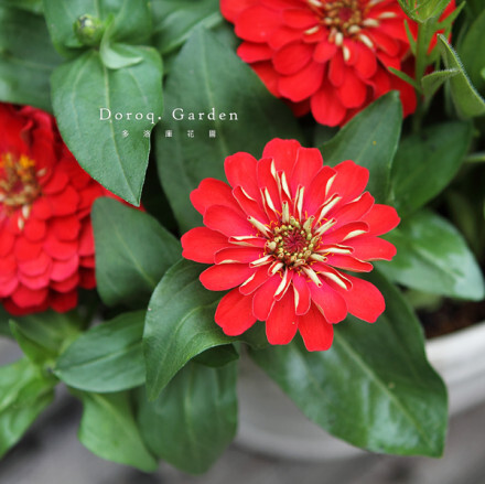 Zinnia elegans【百日菊】菊科百日菊属。象征友情长久之花，另有玫红、橙色和黄色。花期很长，酷暑时稍稍遮阴并修剪，到了9月又会再开放