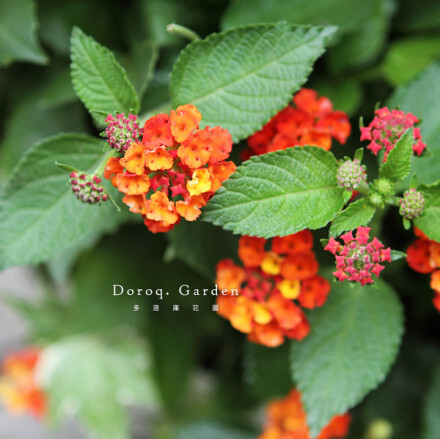 Common Lantana【五色梅】马鞭草科马缨丹属，不怕炎热，花期延续整个夏天。花瓣由初开的黄色渐变为橙红再至鲜红，另外还有粉的品种。阳光越充足花朵越茂盛。可适当的修剪以保持好看的姿态，新芽很快又会萌发