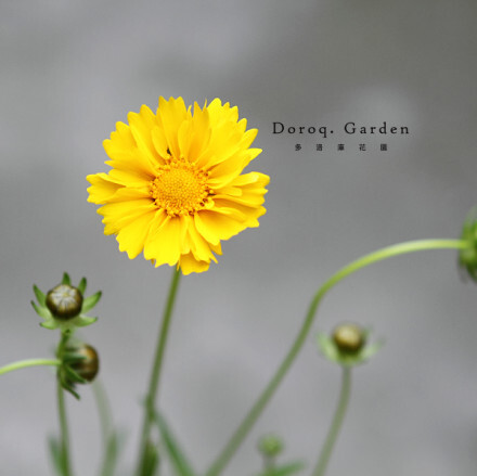 Coreopsis grandiflora Hogg.【大花金鸡菊】菊科金鸡菊属，金黄色花朵寓意“愉快”和“永远”。见过漫山遍野的同一种花，之后就过目难忘。适时修剪残花，花期达3-4个月之久。