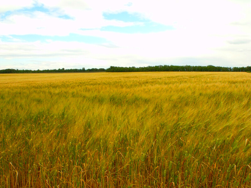 普罗旺斯。除了薰衣草的花香，还有同样令人陶醉的麦香。。