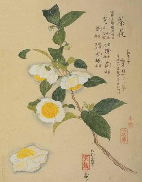 茗花发