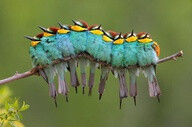 Not a caterpillar