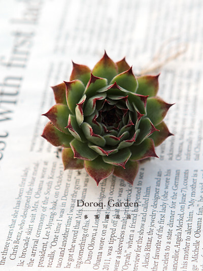 景天科长生草属【绫樱】Sempervivum Tectorum 叶尖有独特的红色。生长季节下部叶片间会萌生出子株。生长季节为春秋季，土完全干了再浇水。夏季请保持空气流通，避免暴晒。冬季请尽可能多给予日照。