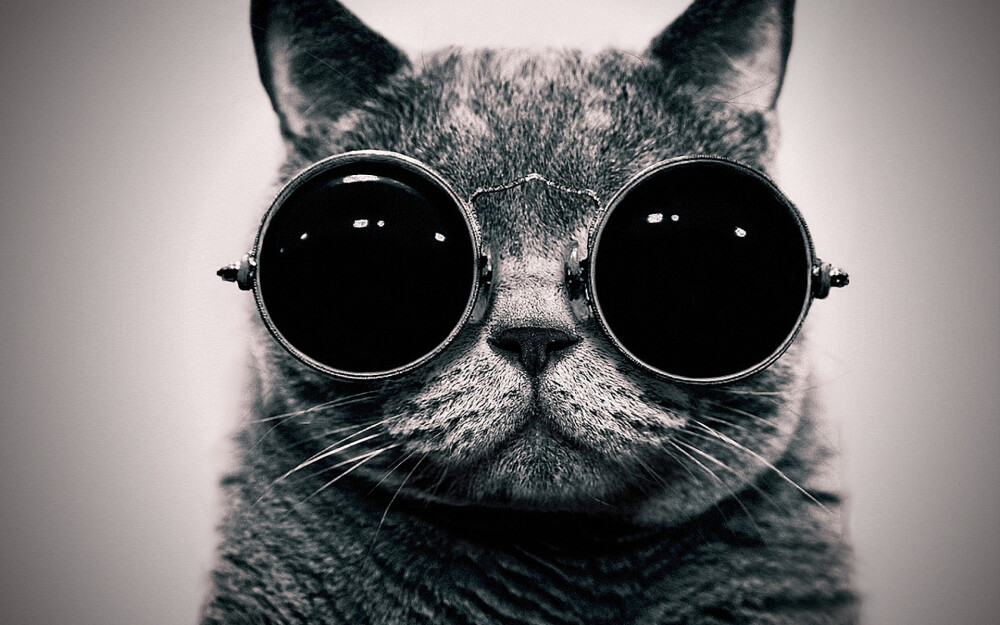 cats animals glasses sunglasses hippie Schrödingers Cat monochrome Schrödinger steam punk