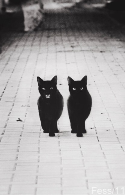 Black cats