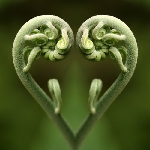 蕨類 大自然的微秒