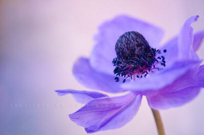 紫色银莲