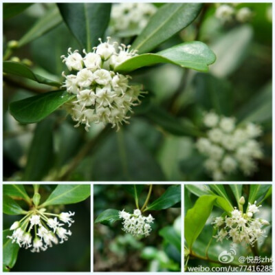 owl【植物神经】秋茄树[Kandelia candel（Linn.）Druce]，红树科秋茄树属常绿小乔木。花果期几乎全年。果实圆锥形，胚胎生长在树上，幼苗在树上长成后落下，它让我认识了奇特的胎生植物。