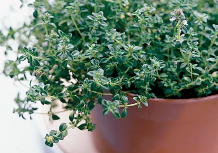 Thyme This popular herb grows in Europe, especially the Mediterranean, and is a member of the mint family.