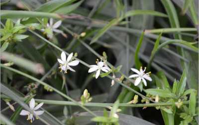 不知名小花