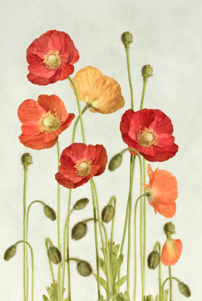 Photograph Poppies by Mandy Disher on 500px