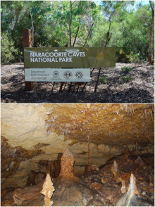 向名列世界遗产名录的纳拉库特国家公园（Naracoorte Caves National Park）挺进，参观令人印象深刻的岩洞：园内存有大量精巧的方解石体和距今350,000年的化石床！喜欢冒险的你，可以参加洞穴探险游，在岩洞体系的偏…