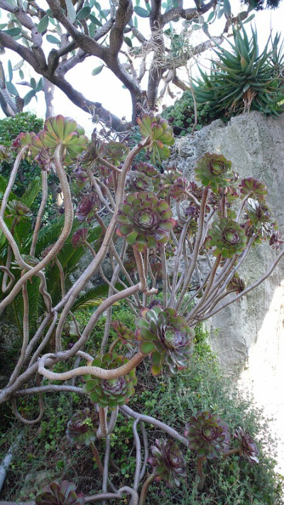 野生植物园里的多肉们~多疯狂~