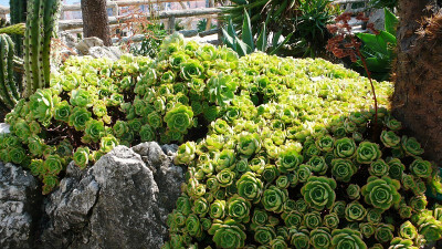 野生植物园里的多肉们~多疯狂~