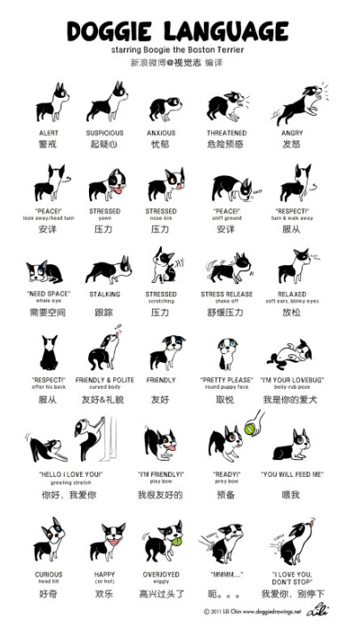 狗狗的肢体语言解析，你真的懂你的狗狗吗？