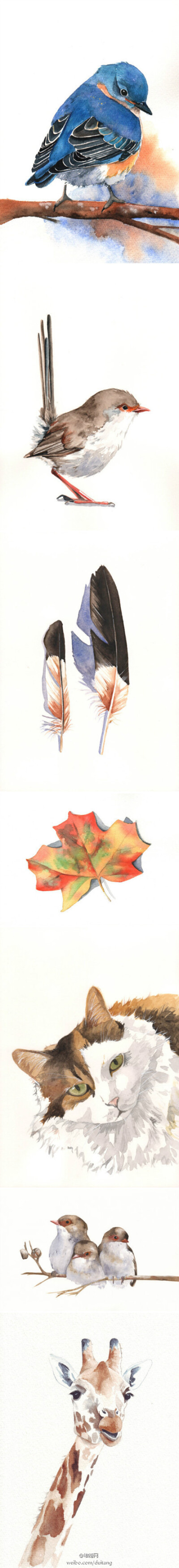 「万物有灵且美」澳洲水彩画家Louise De Masi笔下灵气动人的动物，一片树叶、一根羽毛，透出淡淡的大自然情怀