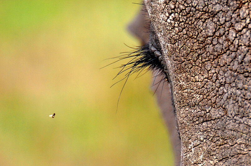 Eye and a Fly - 440mm, ISO 200, f4, 1/1600