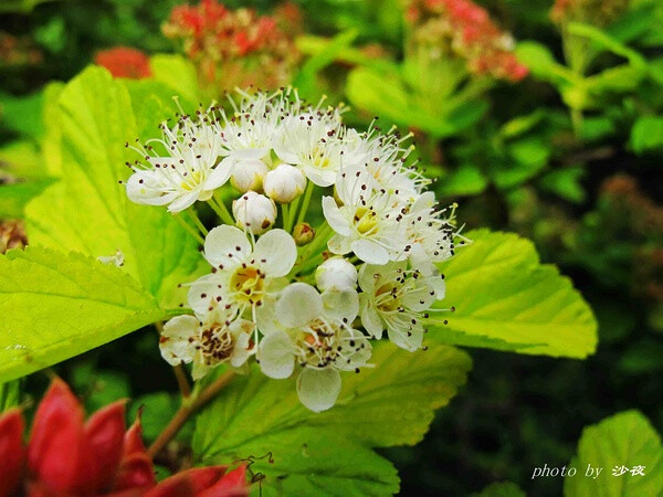 金叶风箱果by豆瓣网友沙夜