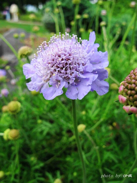 蓝盆花品种 by豆瓣沙夜