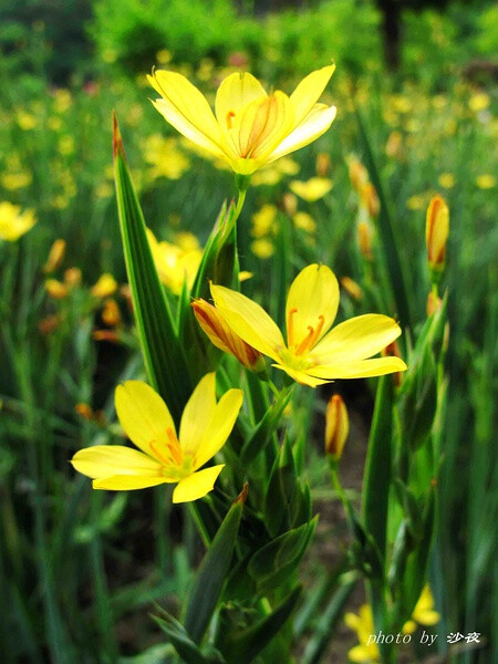 细叶庭菖蒲 by豆瓣沙夜