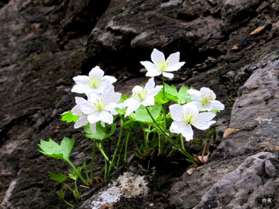 槭叶铁线莲 by豆瓣沙夜