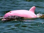 an albino dolphin