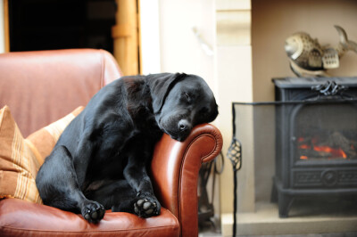 Photograph Sleeping Pup by Villager Jim on 500px 好困 我系杰伦啊